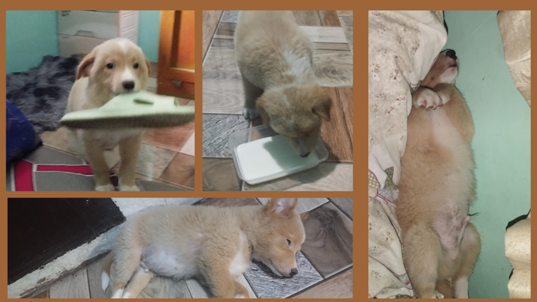 Brown Minimalist Modern Daily Vlog Photo Collage Youtube Thumbnail (3).png
