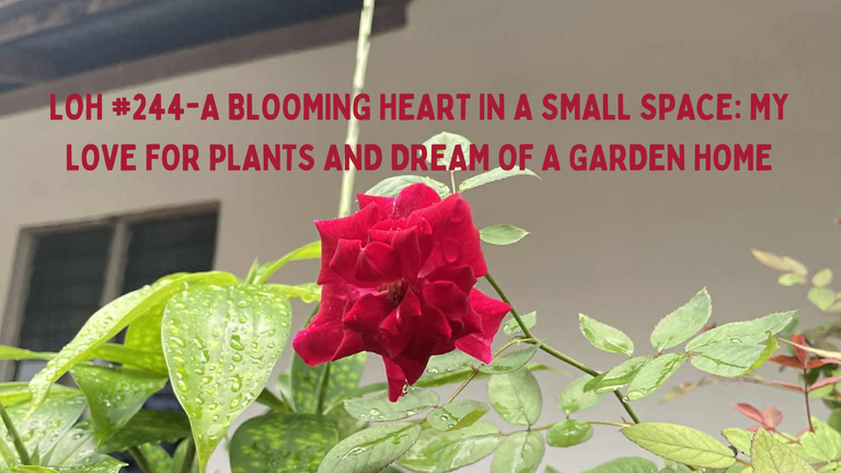 LOH #244-A Blooming Heart in a Small Space: My Love for Plants and Dream of a Garden Home!