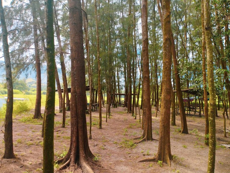 pine trees 2.jpg