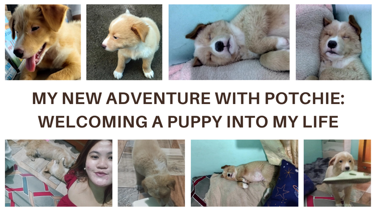 My New Adventure with Potchie: Welcoming a Puppy into My Life