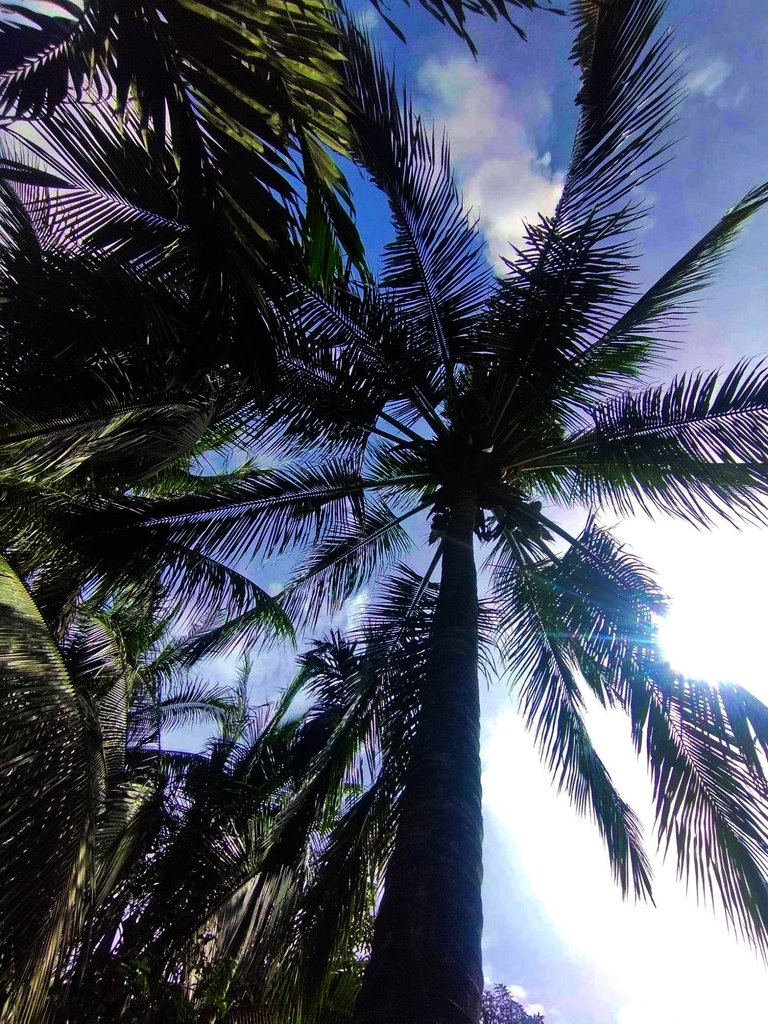 coconut tree.jpg