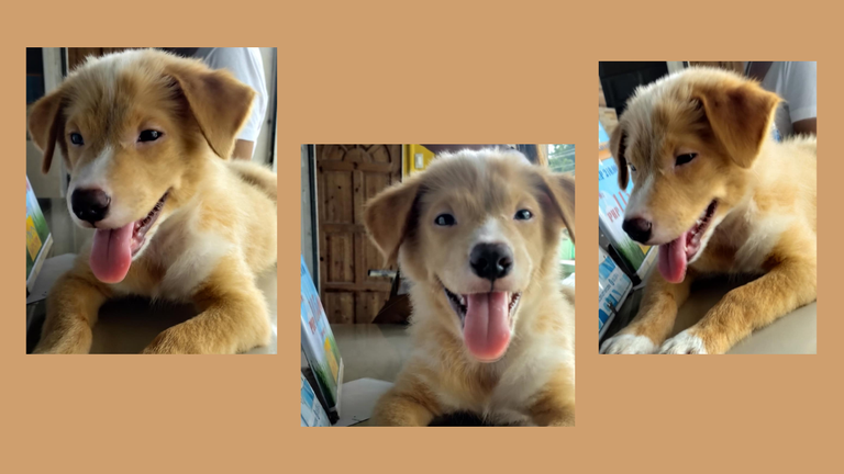 Brown Minimalist Modern Daily Vlog Photo Collage Youtube Thumbnail (2).png