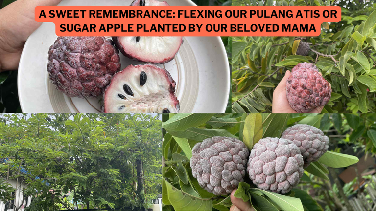 A Sweet Remembrance: Flexing Our Pulang Atis or Sugar Apple Planted by Our Beloved Mama