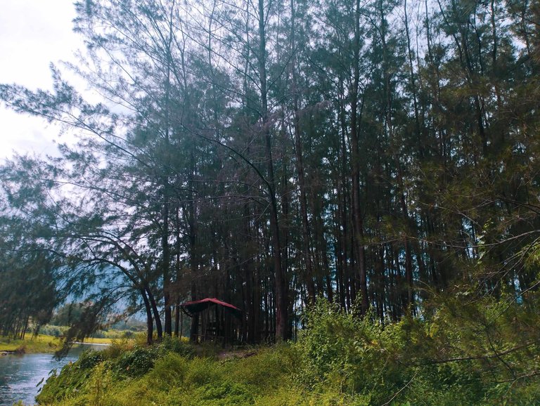 mga pine tress.jpg