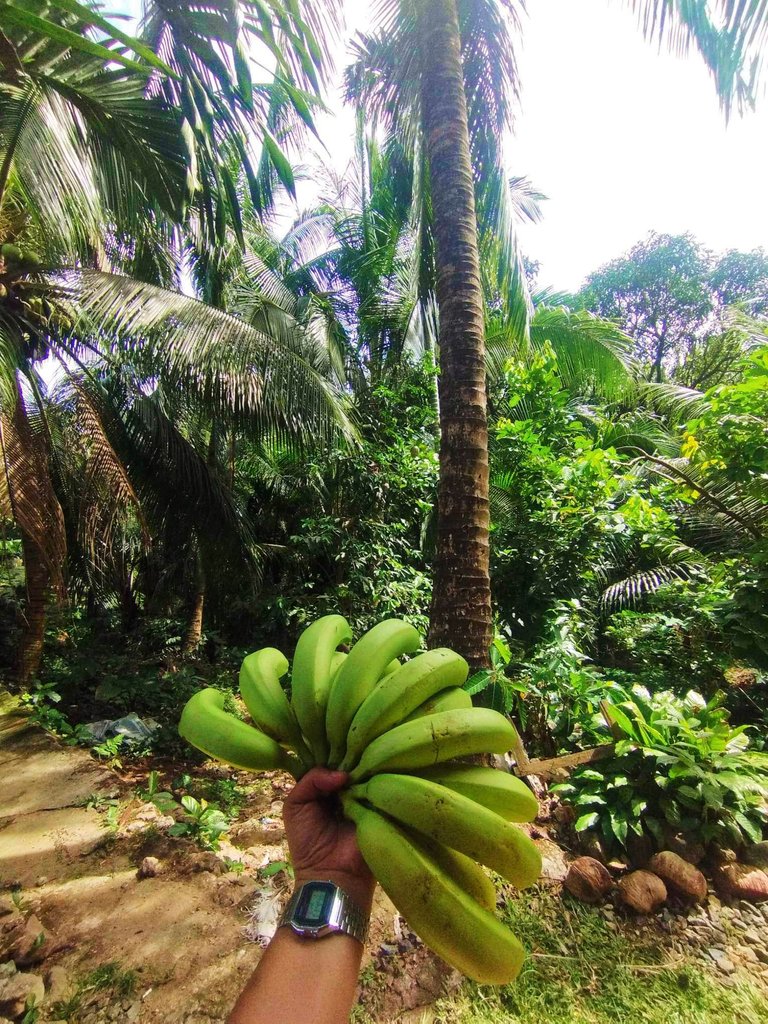 banana green sa puno.jpg