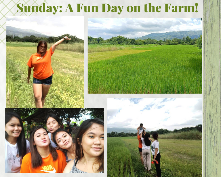 Sunday A Fun Day in the Farm! (1).png