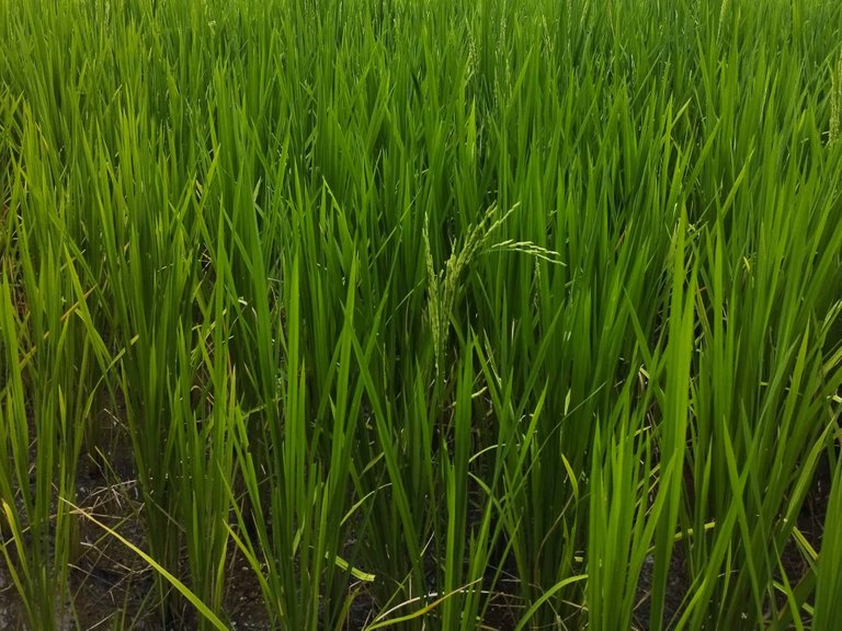 palay.jpg