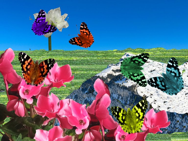 butterfly garden.jpg