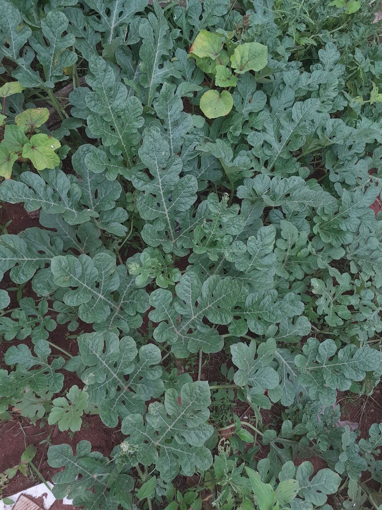 1000091412.jpg
