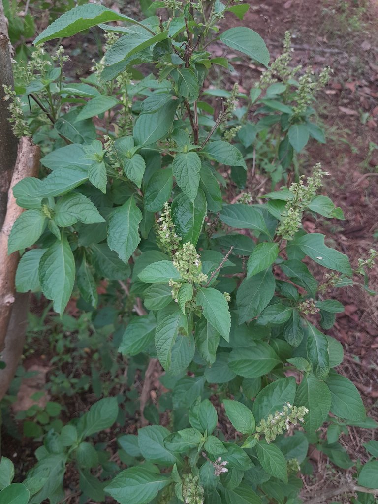Scent Leaf 🍃 (ocimum gratissimum)