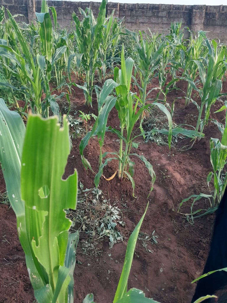 Growing corn 🌽 and the unexpected infestation of pest