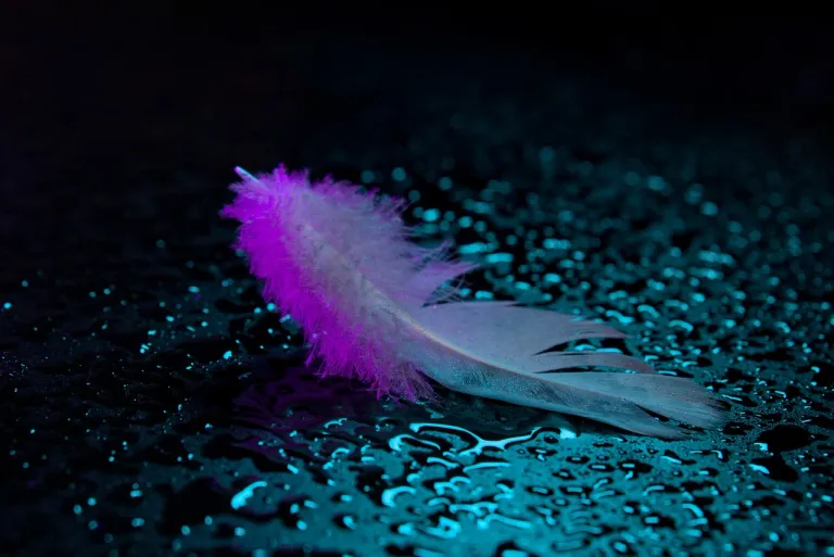 feather-7854908_1280.webp