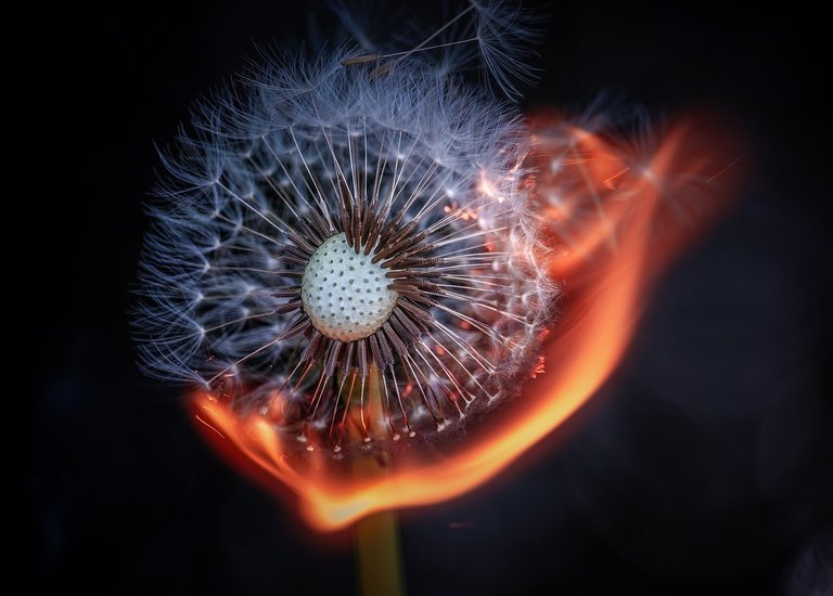 dandelion-7274177_1280.jpg