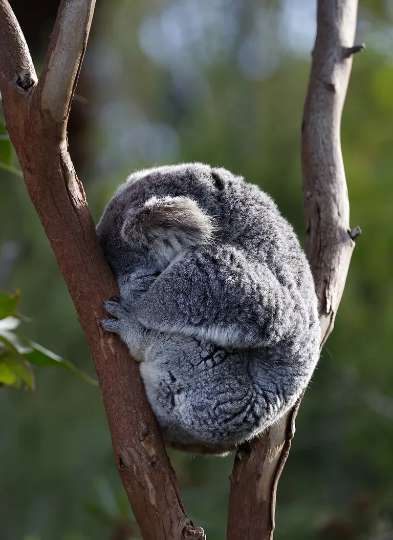 koala-8028992_1280.webp