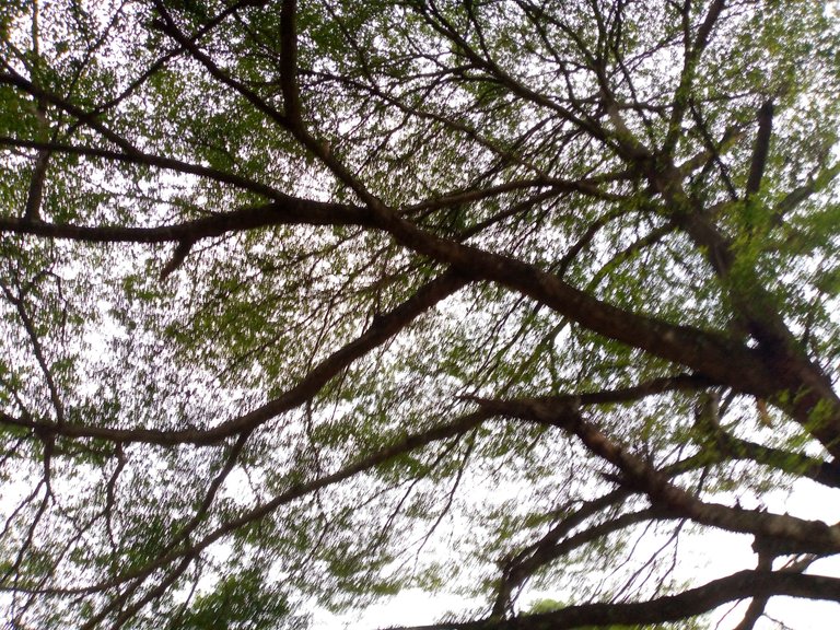 IMG_20230415_064811_235.jpg