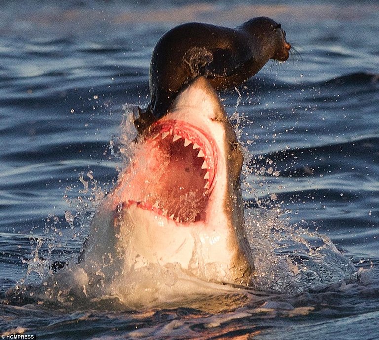 Great White Shark and Seal.jpg