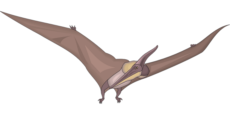 bird-44869_960_720.png