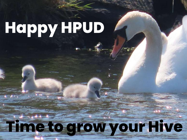 HPUD July 2023 orkneycygnets.png