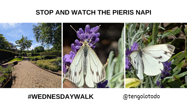 wedwalk butterfly.png
