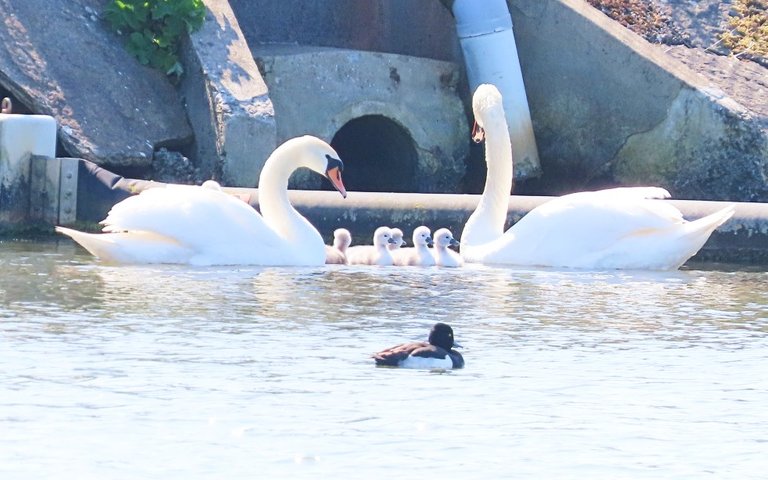 5002swanfamily peedie sea1.jpg