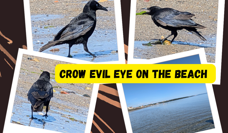 Being given the evil crow eye on the beach!
