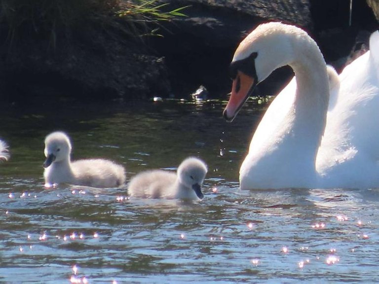 orkneycygnets1.jpg