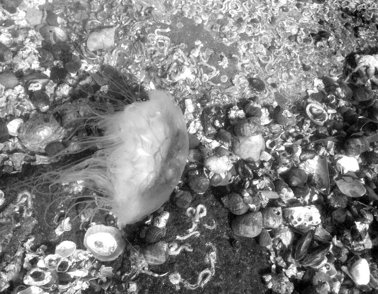 BandW jellyfish on burntisland beach.jpg