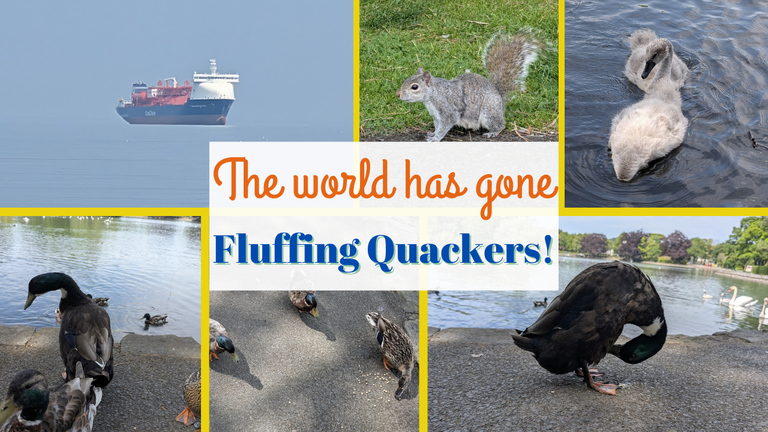 The world has gone fluffing Quackers!