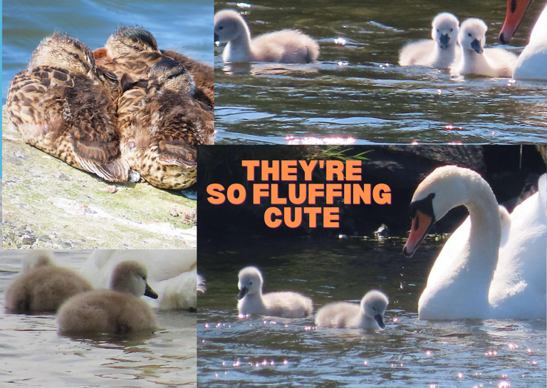 They're So Fluffing Cute.png