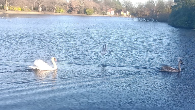 swan chasing.jpg
