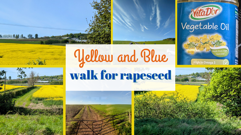 Yellow and Blue on the walk for rapeseed.png