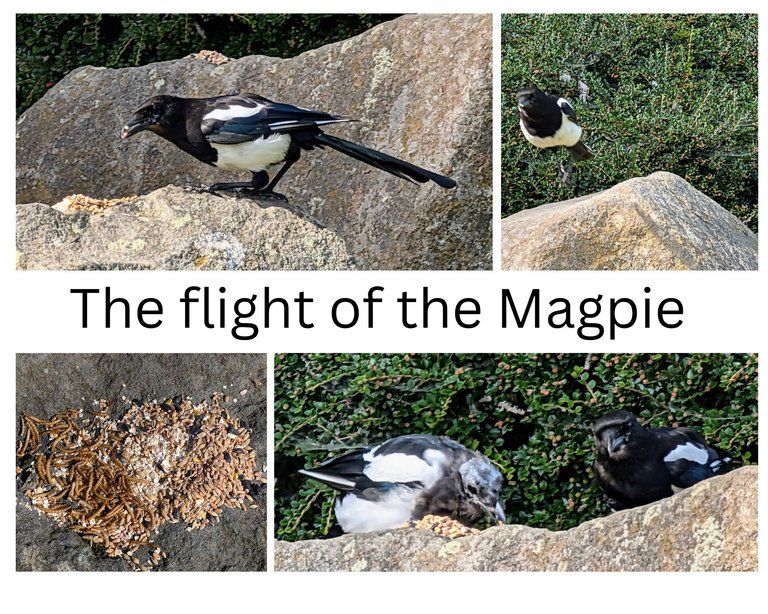 The flight of the Magpie 