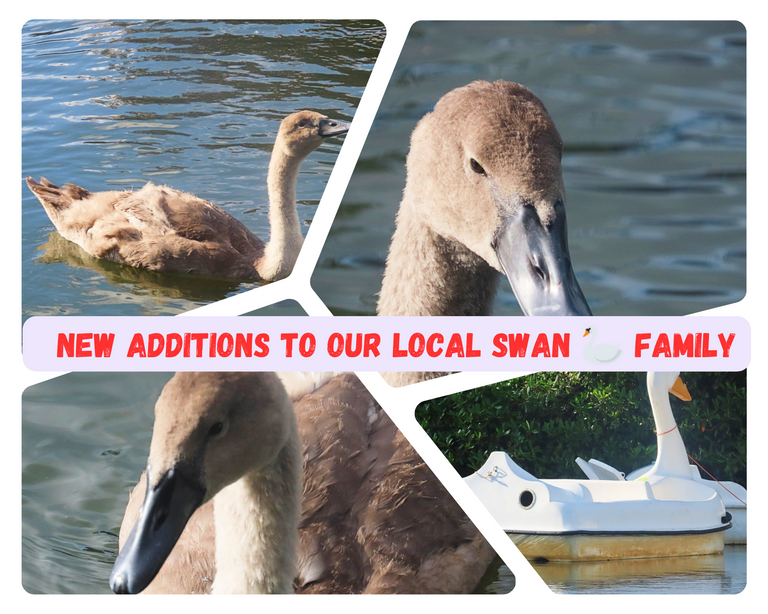 New additions to our local swan family.png