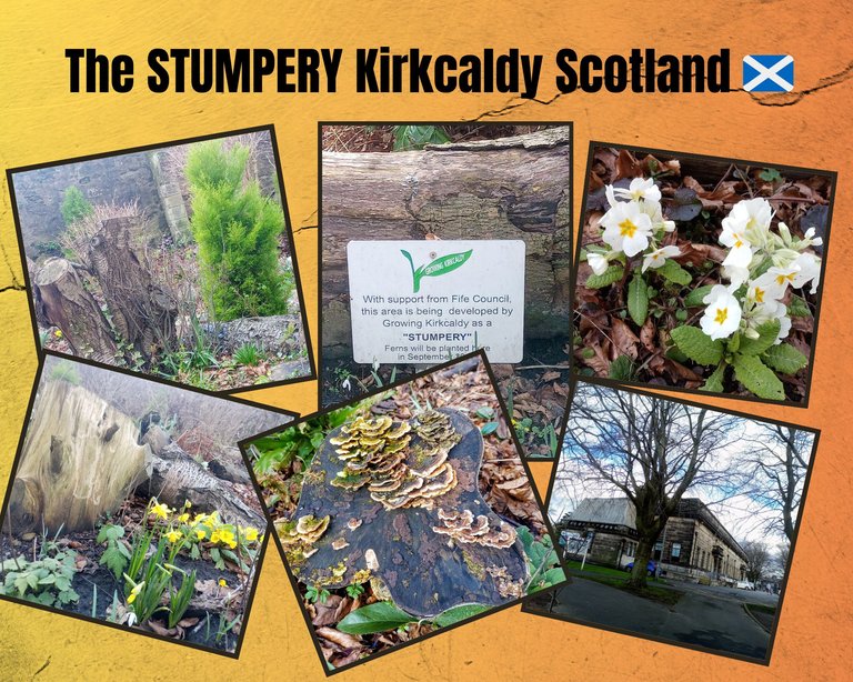 The STUMPERY Kirkcaldy Scotland 🏴______ .png