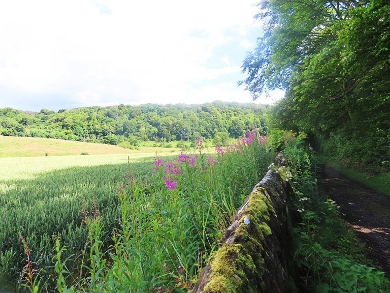 7775 12th July Walk to Balwearie Castle Sone Dyke and field looking backdown.jpg