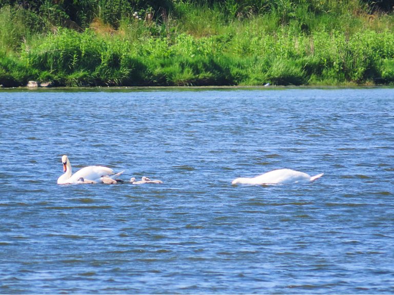 Orkney Cygnets day 1 all.png