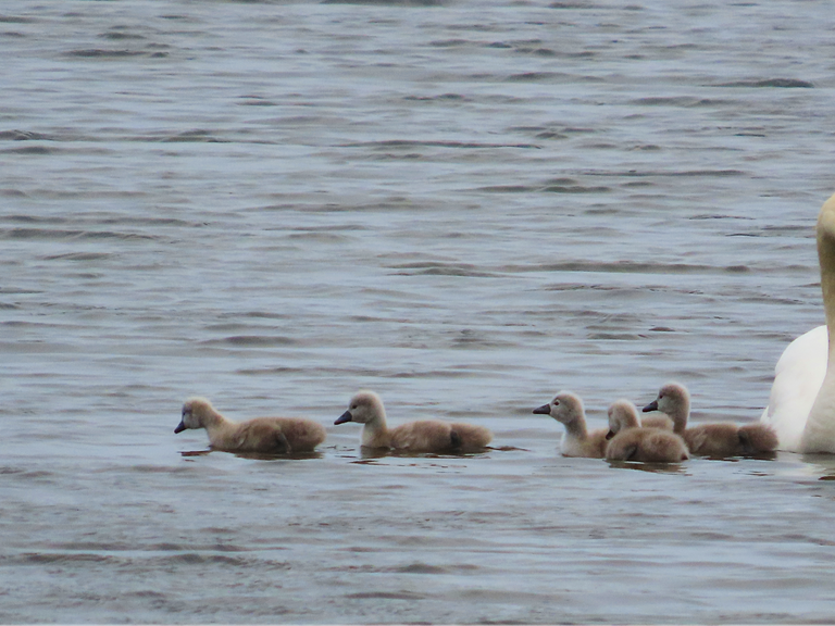 5196 Orkney Cygnets later day.png