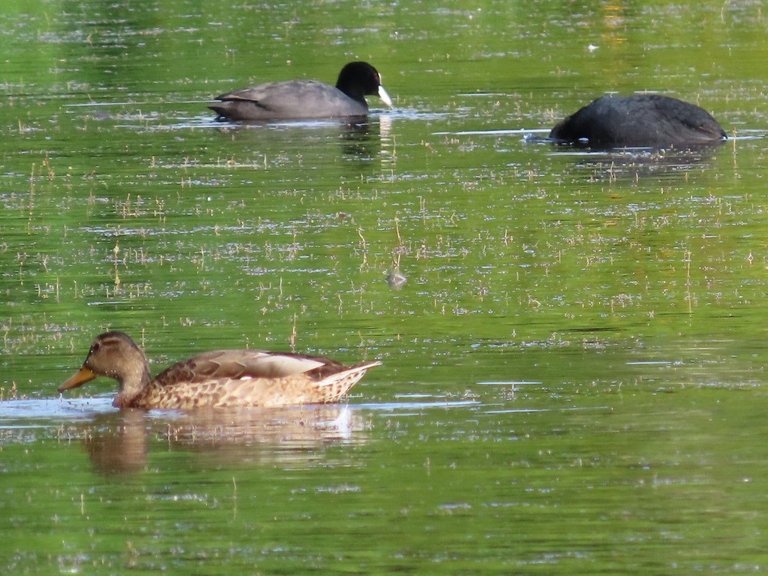 mallard female and two coots.jpg