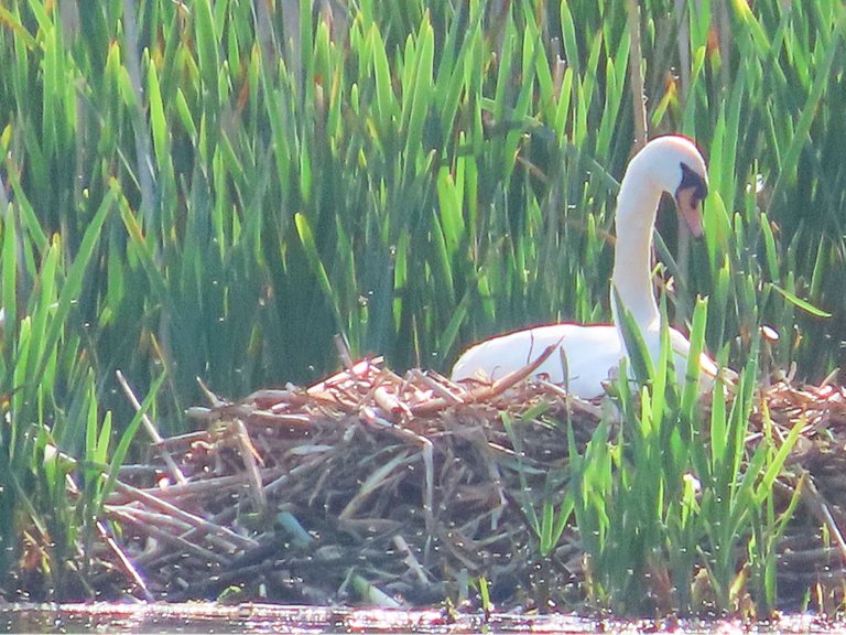 4906 Wed walk28 june  close up view of swan on her nest at end of lake.png
