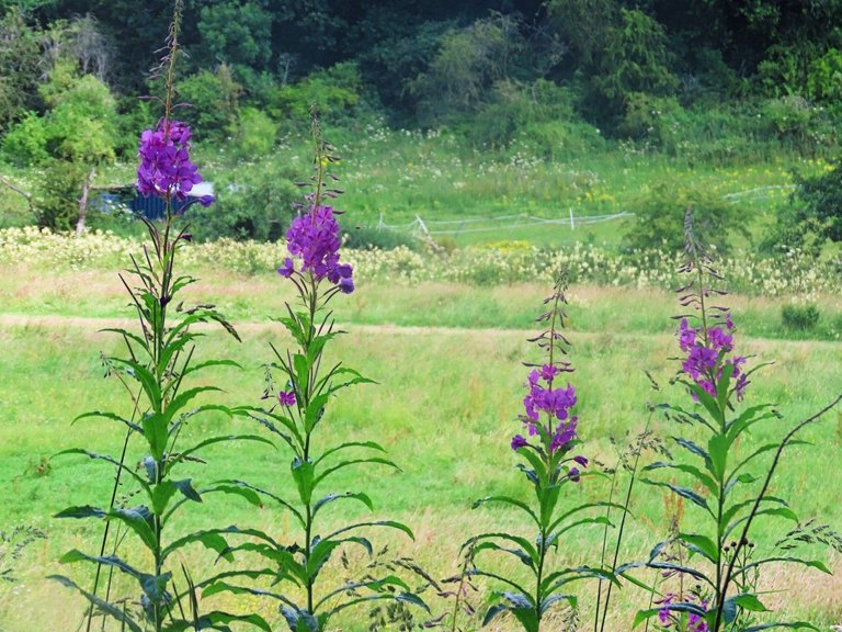 7768 12th July Walk to Balwearie Castle 4 purple flowers.jpg