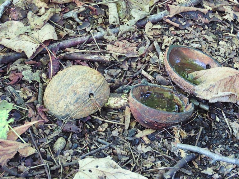 coconut bra discarded 17aug2022.jpg