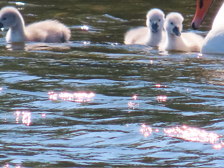5010 Orkney Cygnets day 1.png