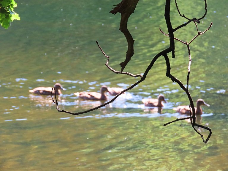 brown ducks17aug2022.jpg