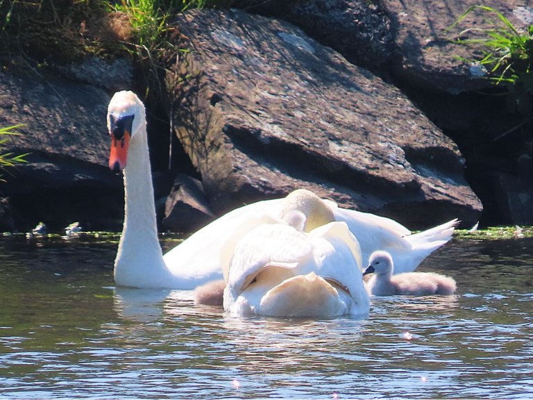 5008 Orkney cygnets day 1.png