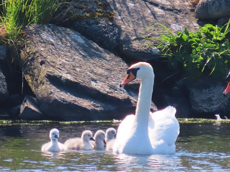 5007 Orkney Swans first day.png