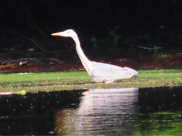 4890 Wed walk28 june  heron  close up.png