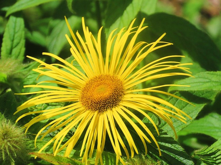 7740 12th July Walk to Balwearie Castle yellow flower.jpg