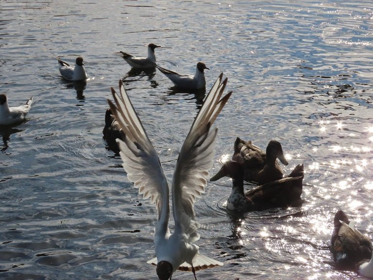 black headed gulls and ducks.jpg