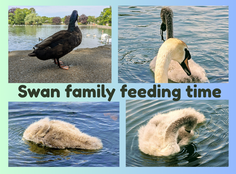 swan family feeding time.png