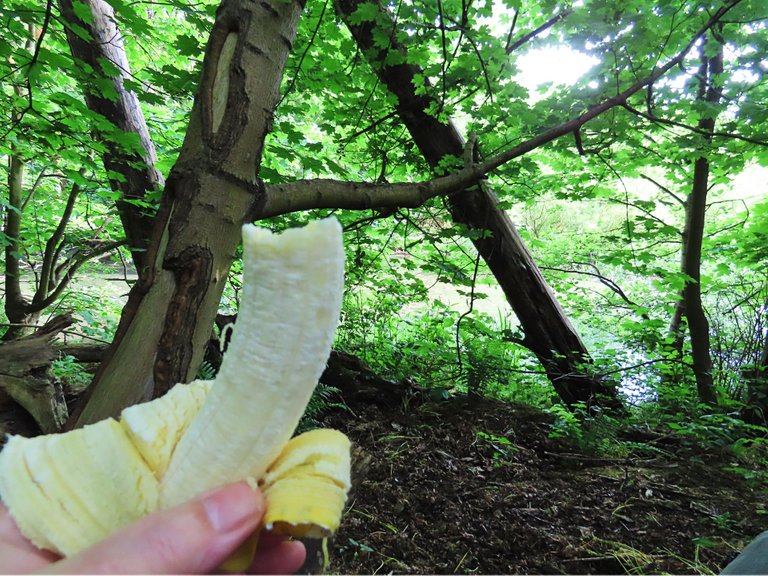 4874 Wed walk28 june banana.png